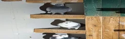 Pigeons birds for sale: Different pigeons for sale  - Advert 4