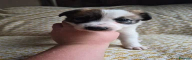 Border Collie 3