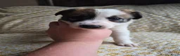 Border Collie dogs for sale: Border Collie puppies for sale in Crediton - Advert 16