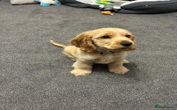 Cocker Spaniel dogs for sale: GOLDEN SHOW COCKER PUPPIES  - Image 33