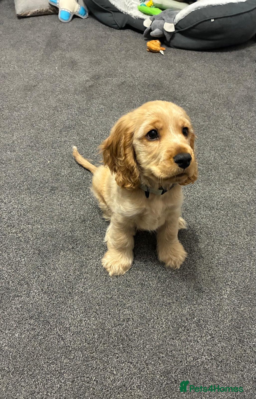 Cocker Spaniel dogs for sale: GOLDEN SHOW COCKER PUPPIES  - Image 33
