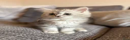 Mixed Breed cats for sale: Stunning Long Haired Chinchilla Ragdoll X Persian - Advert 27