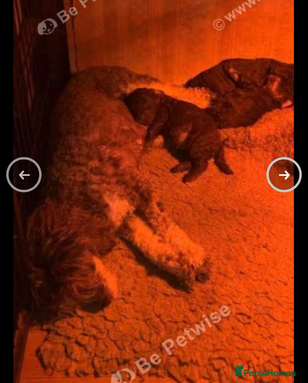 Miniature Poodle dogs for sale: Stunning miniature poodle - Image 5