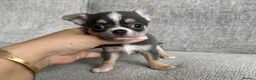 Chihuahua dogs for sale: 🐶Tiny exquisite RARE blue, Lilac & Chocolate Tri  - Advert 11