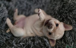 Mixed Breed dogs for sale: French bulldog x Chihuahua puppies - Image 6