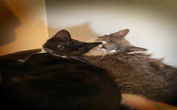 Mixed Breed cats for sale: Flimflam & Bojo - Image 5