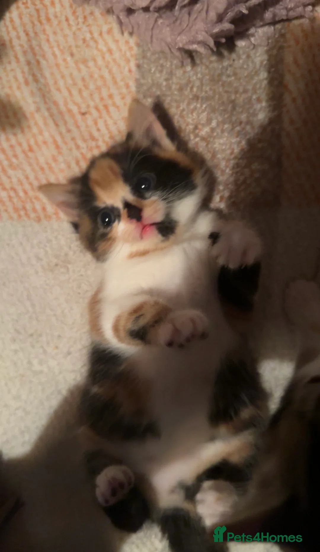 Domestic Shorthair cats for sale: 2 Lovely 7 week old Semi-Long haired girls - Advert 9