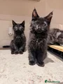 Maine Coon Kitten 7