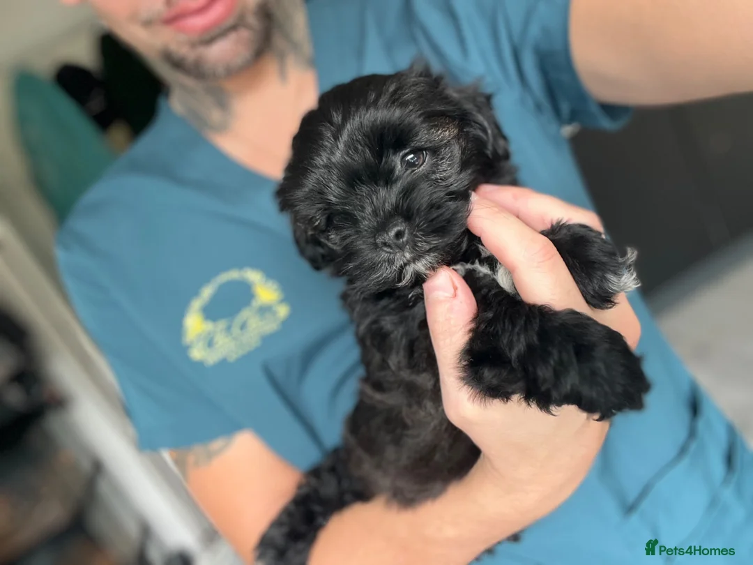 Shihpoo dogs for sale: WAITING LIST Toy Shihpoo  - Advert 2
