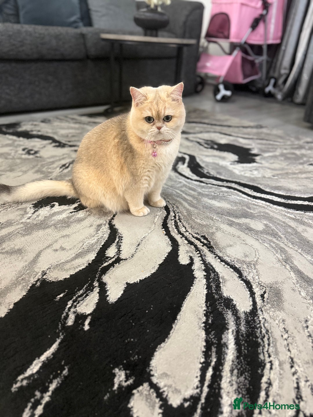 British Shorthair cats for sale: Golden Tipped British Shorthair Cat - Advert 4