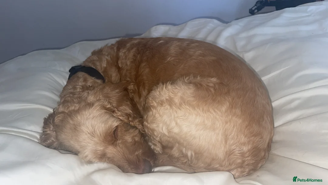 Cockapoo dogs for stud: Gorgeous Apricot male Cockapoo for stud in Castle Cary - Advert 1