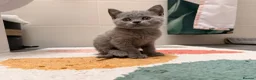 British Shorthair cats for sale: British shorthair kittens  - Advert 7