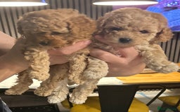 Toy Poodle dogs for sale: Stunning KC reg toy poodles  - Image 6