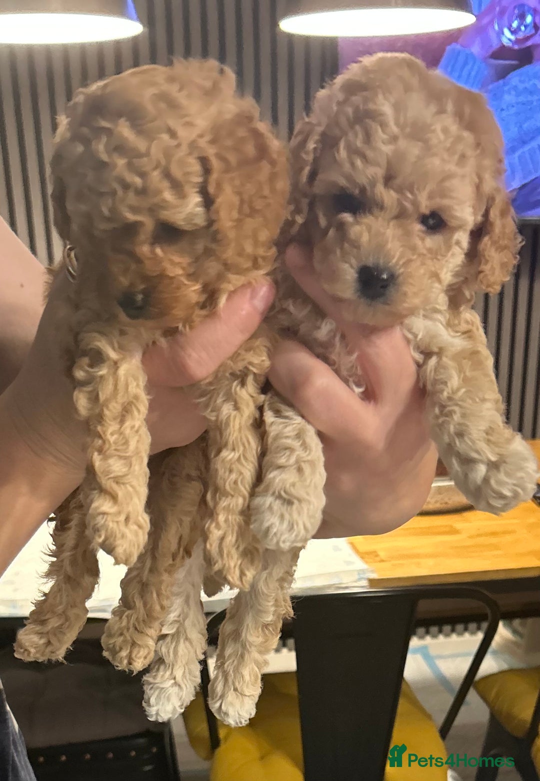 Toy Poodle dogs for sale: Stunning KC reg toy poodles  - Image 6
