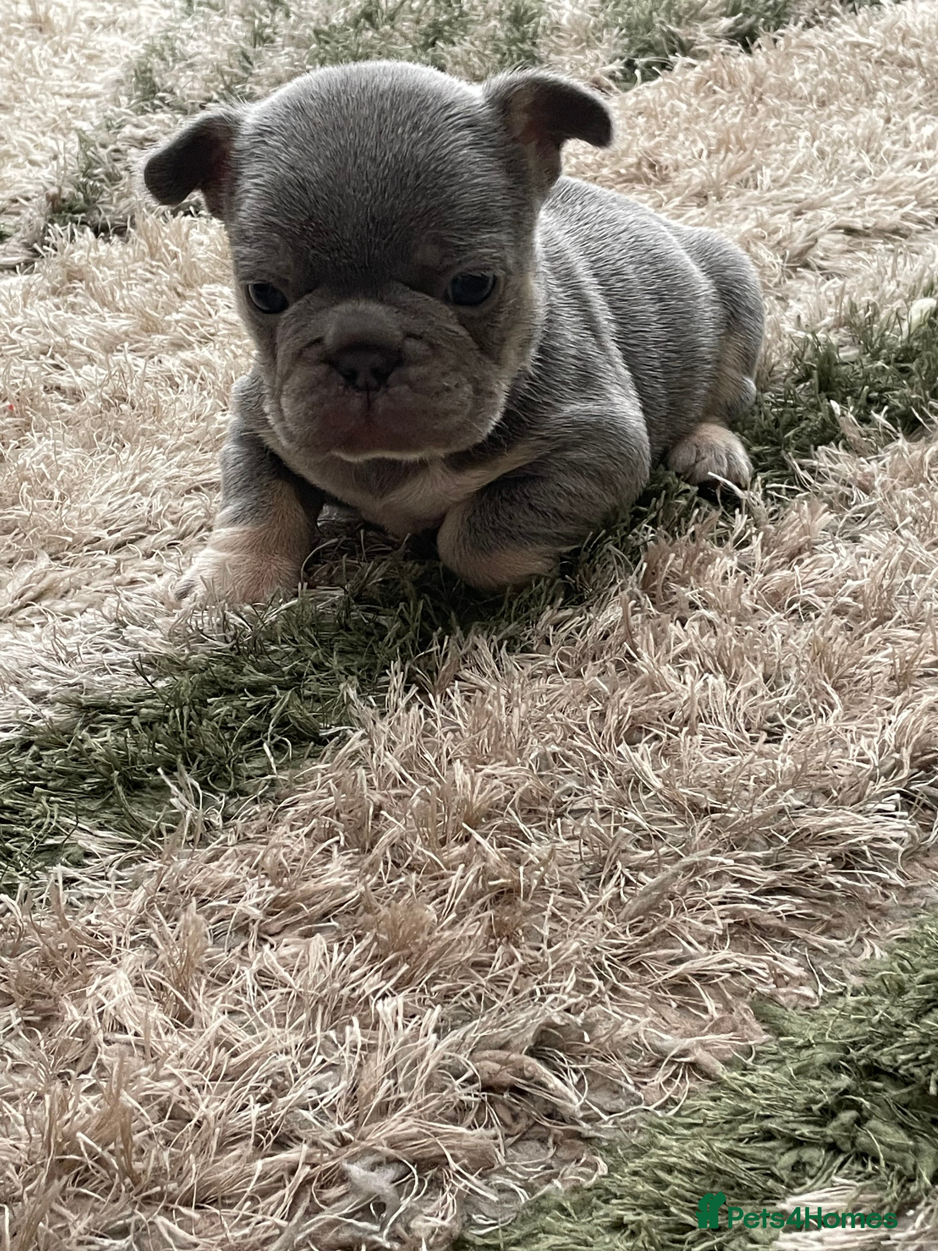 French Bulldog dogs JUST ONE BOY REMAINING  - Advert 6
