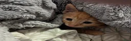 Domestic Shorthair cats for sale: 5 Ginger Kittens - Advert 27
