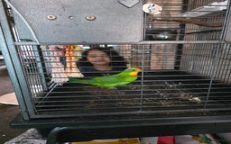 Parrots birds for sale: Burrabun/superb parrot for sale  - Image 7