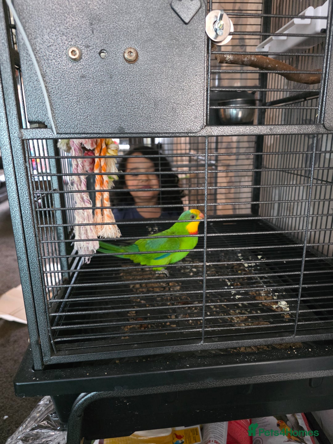 Parrots birds for sale: Burrabun/superb parrot for sale  - Image 7