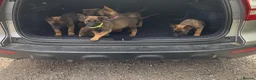Belgian Shepherd Dog dogs for sale: Belgium Mali pups - Advert 14