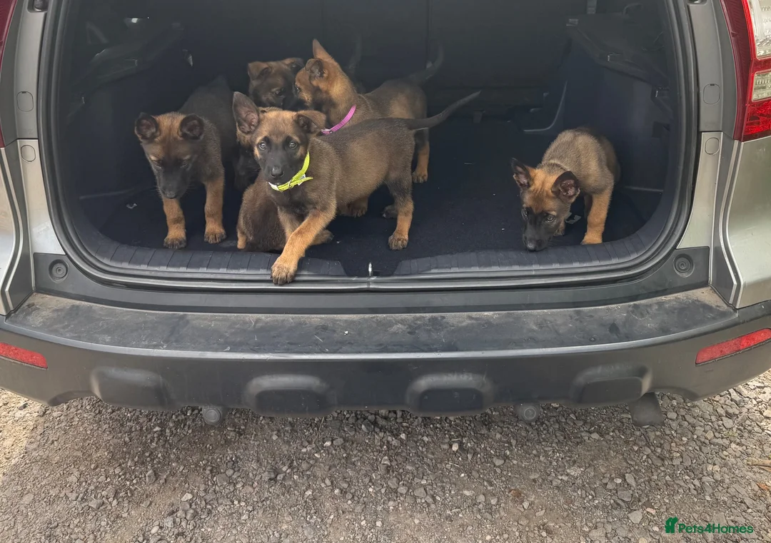 Belgian Shepherd Dog dogs for sale: Belgium Mali pups - Advert 14