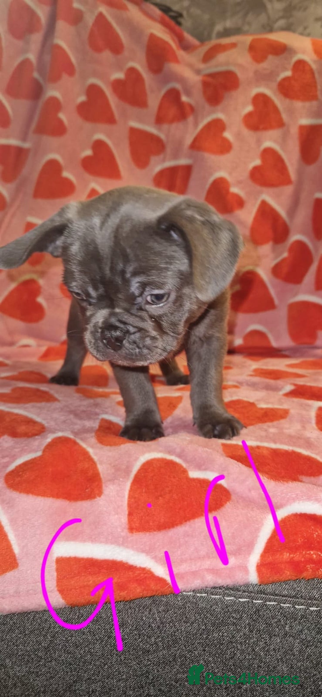 Frug dogs for sale: 6 beautiful frug puppies.  - Image 24