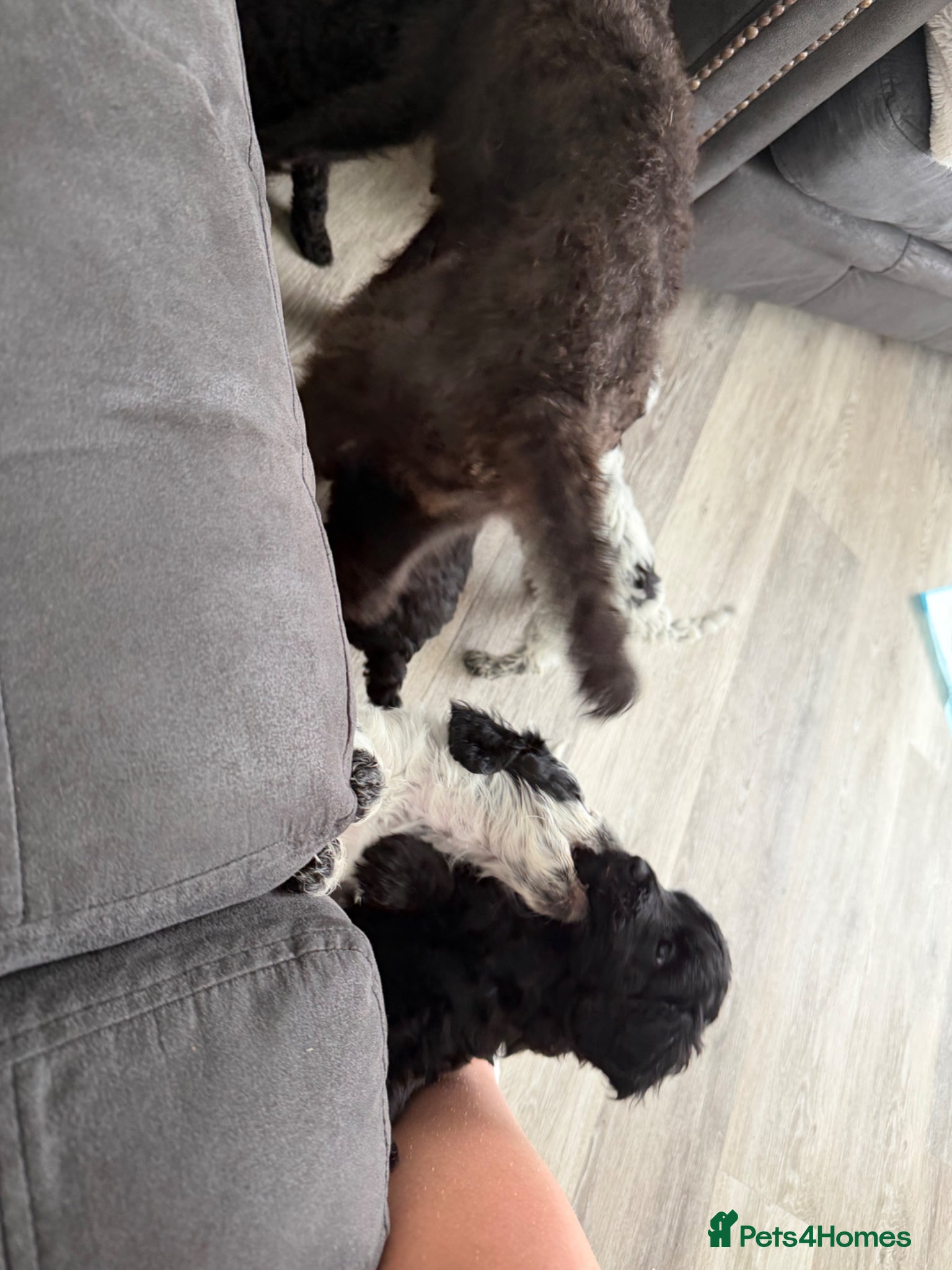 Mixed Breed dogs for sale: Jackapoo Puppies - Advert 5