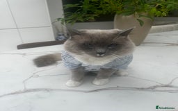 Ragdoll cats for sale: Ragdolls - Image 5