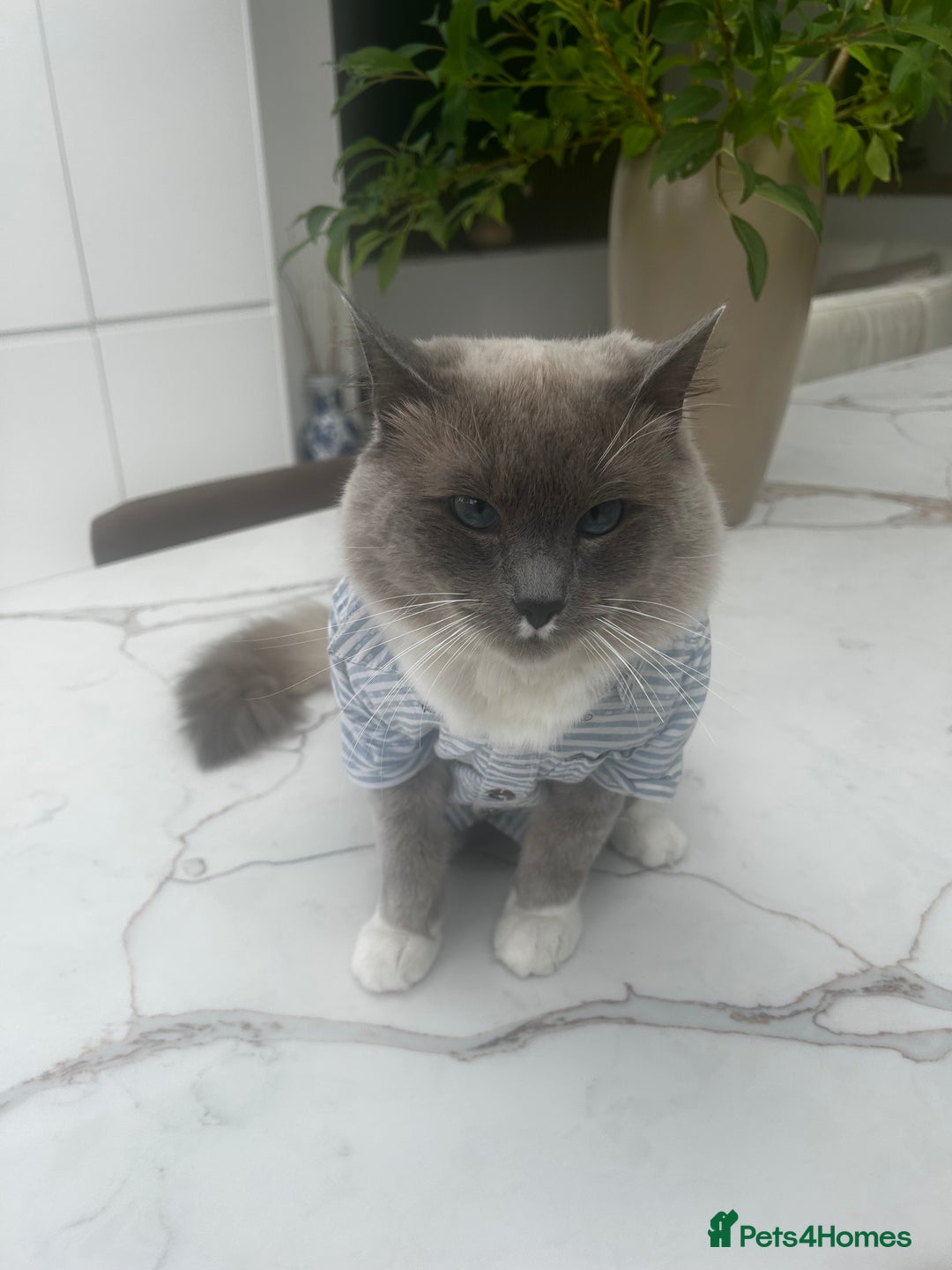 Ragdoll cats for sale: Ragdolls - Image 5