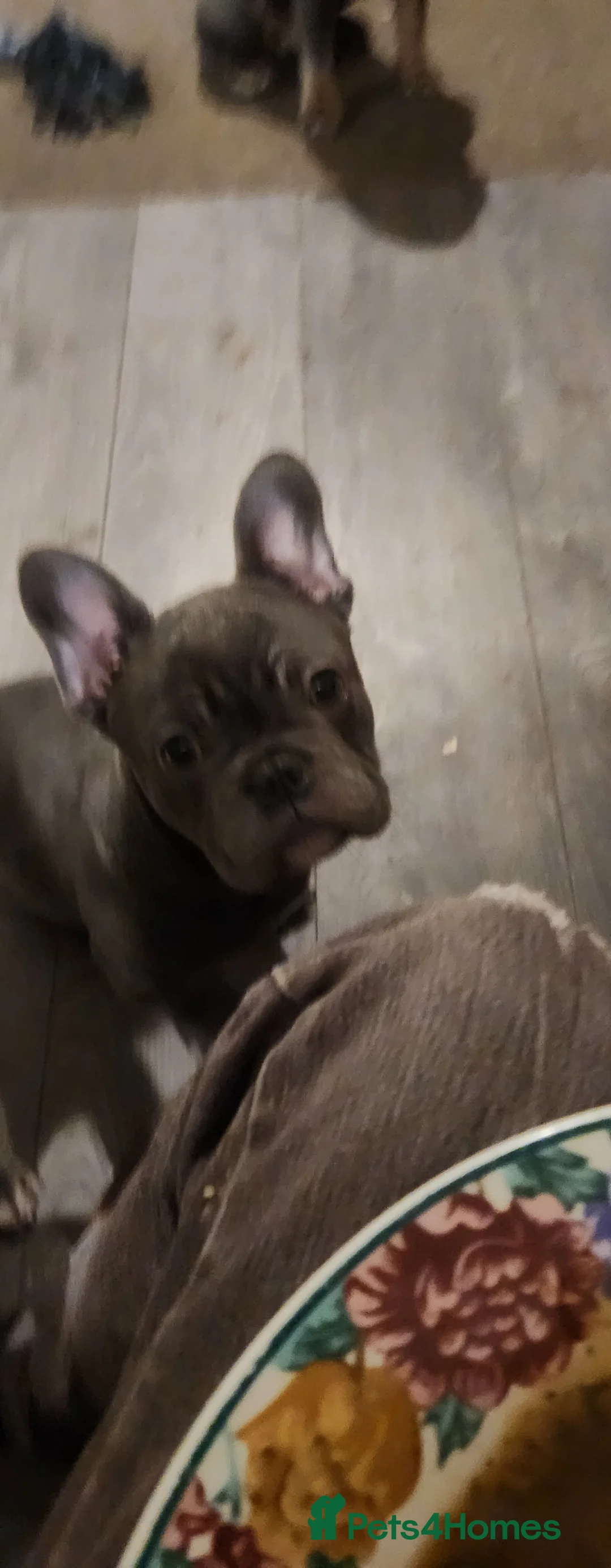 French Bulldog dogs for sale: French bulldog  - Advert 18