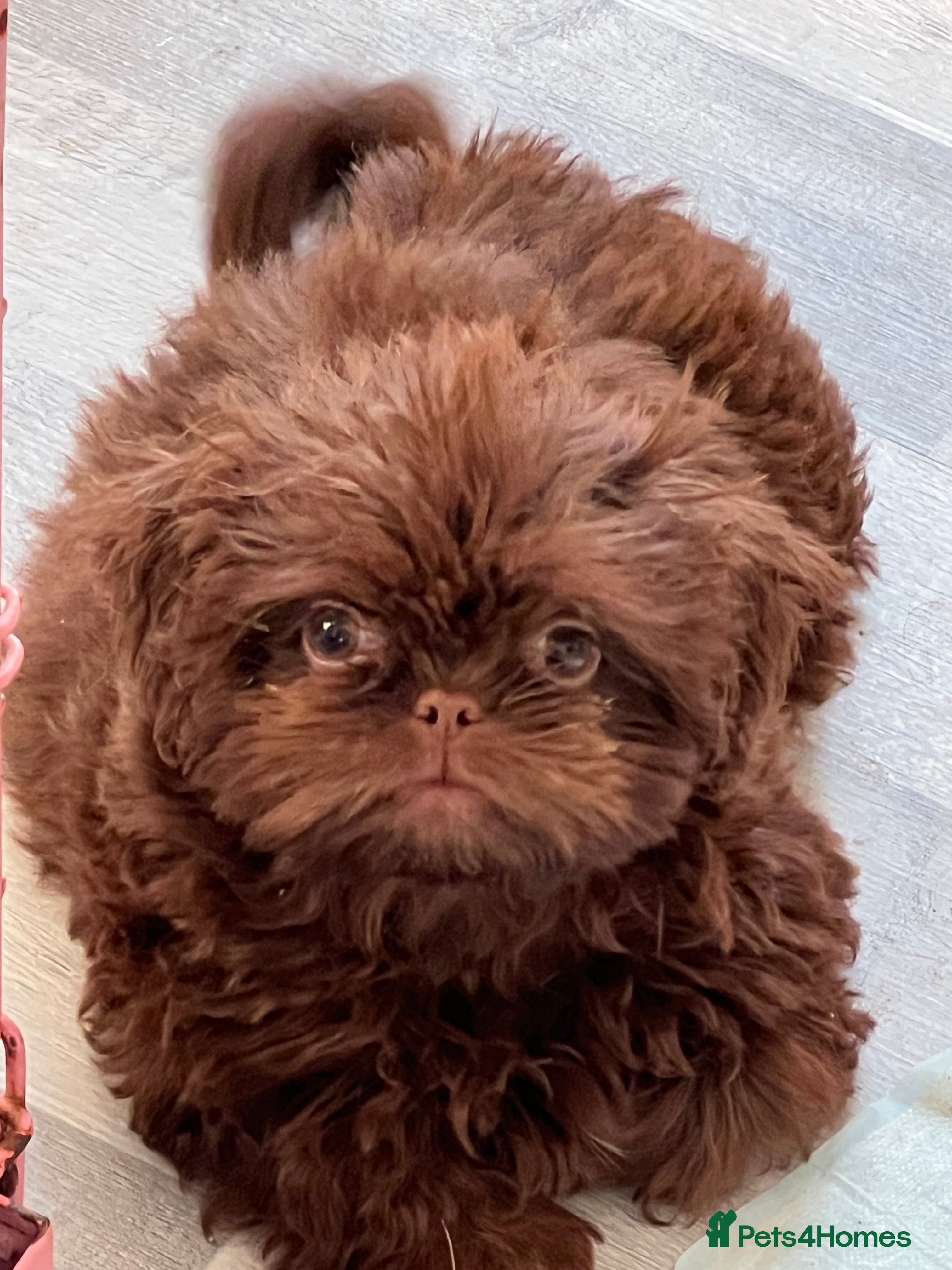 Shih Tzu dogs Beautiful baby shitzus  - Advert 1