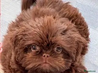 Shih Tzu dogs Beautiful baby shitzus - Advert 1