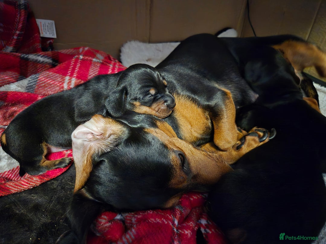 Miniature Dachshund dogs for sale: Beautiful Black & Tan Miniature Dachund Puppies - Advert 3
