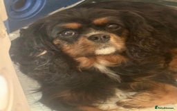 Cavalier King Charles Spaniel dogs for sale: Ready now cavalier King Charles spaniel  - Image 6