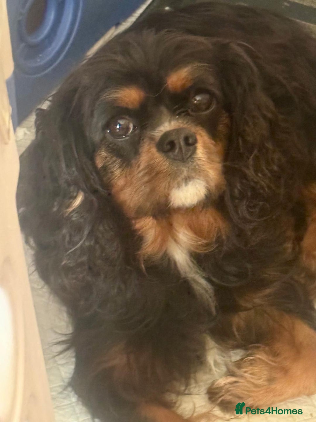 Cavalier King Charles Spaniel dogs for sale: Ready now cavalier King Charles spaniel  - Image 6