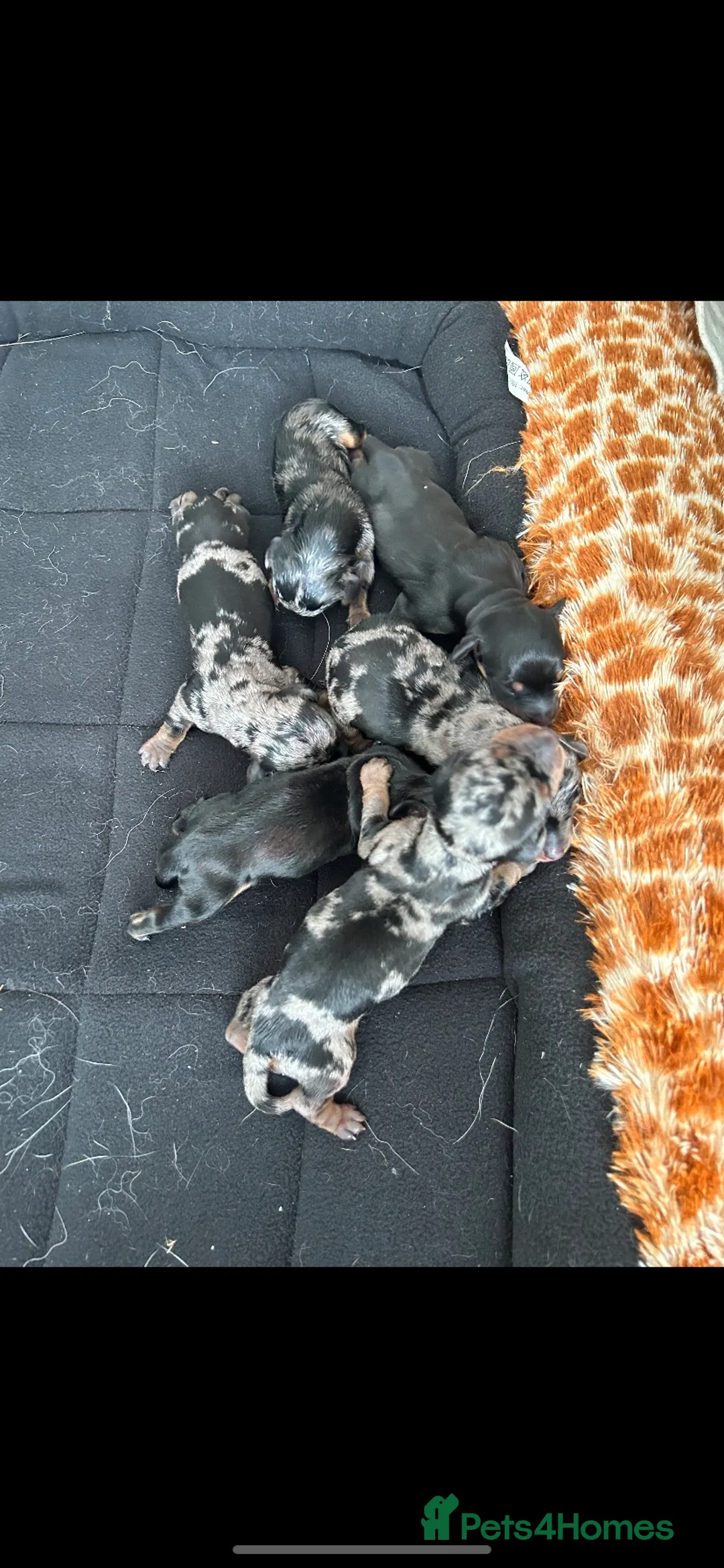 Dachshund dogs for stud: Proven Choc and Tan Dachshund for Stud in Swindon - Advert 15