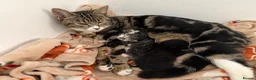 Bengal cats for sale: Beautiful Bengal Mix Kittens for loving homes in St Albans - Advert 1