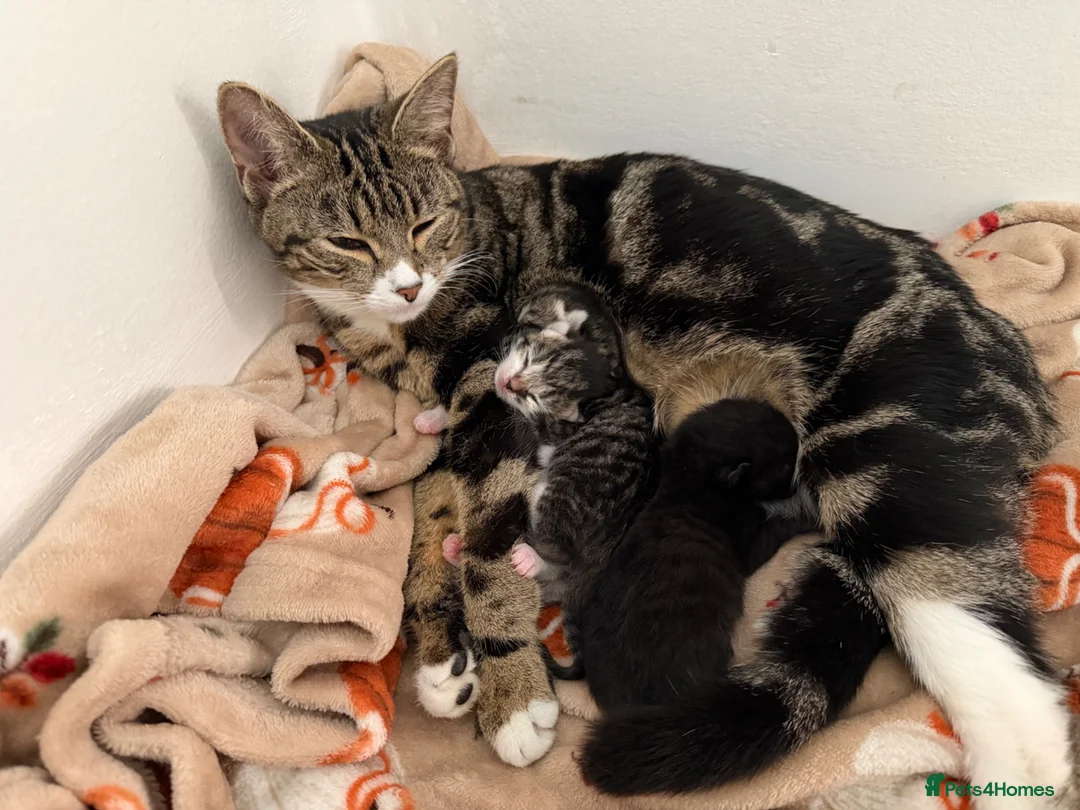 Bengal cats for sale: Beautiful Bengal Mix Kittens for loving homes in St Albans - Advert 1