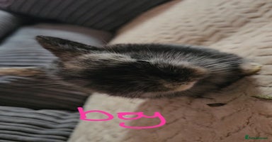 Harlequin rabbits 5 beautiful Harlequin bunnies looking for a new 🏡 - Advert 8