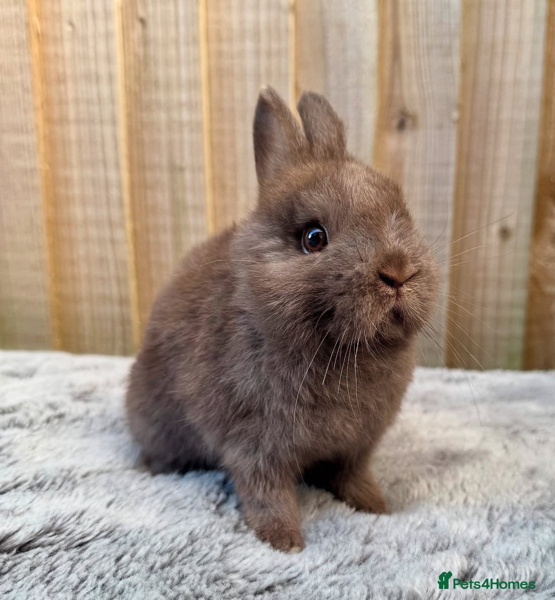 Netherland Dwarf rabbits Young Netherland dwarfs  - Advert 9