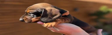 Miniature Dachshund Puppy 2