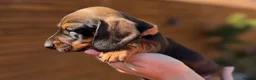 Miniature Dachshund dogs for sale: KC registered Miniature dachshunds red&shaded red - Advert 24