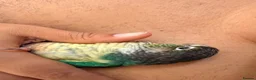 Conures birds for sale: Friendly & Tame 2-YearTurquoise Green Cheek Conure - Advert 9