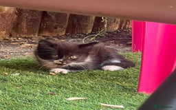 Mixed Breed cats for sale: 4 lovely kittens looking new house.  - Image 2