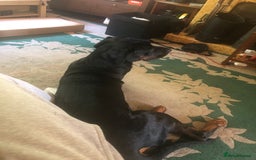 Dobermann dogs for sale: Male Rotterman  - Image 5