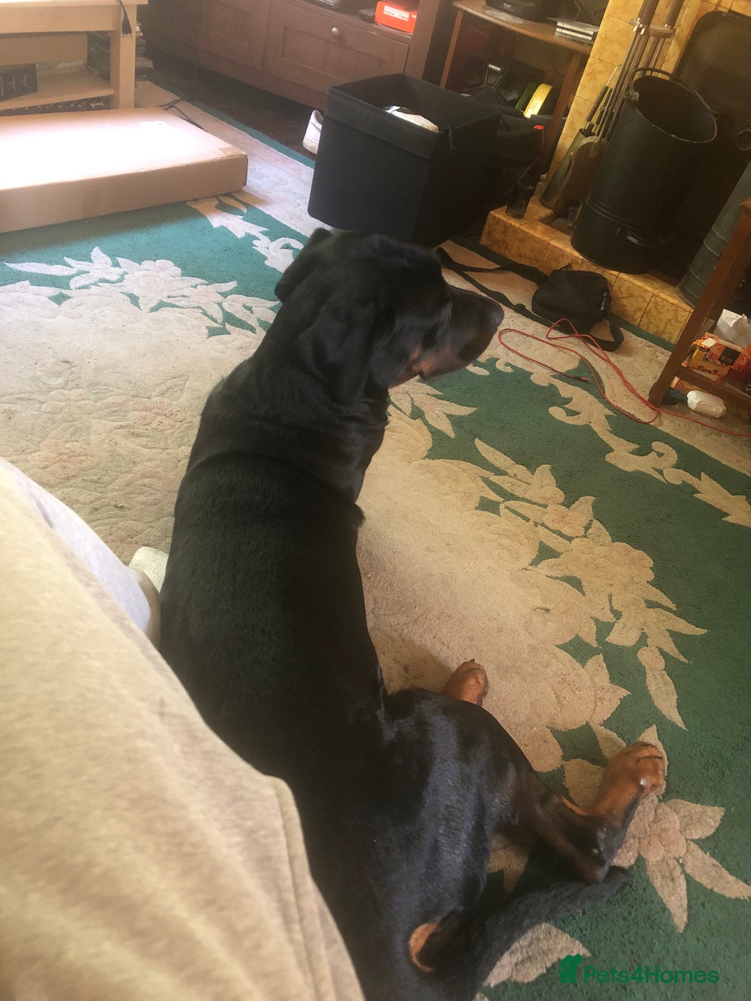 Dobermann dogs for sale: Male Rotterman  - Image 5