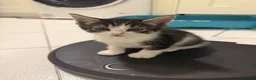 Mixed Breed cats for sale: 3 Beautiful Playful Kittens  - Advert 7