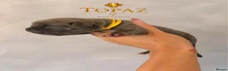 Cane Corso dogs for sale: ICCF registered, health tested, formentino pups 🏆 - Advert 14