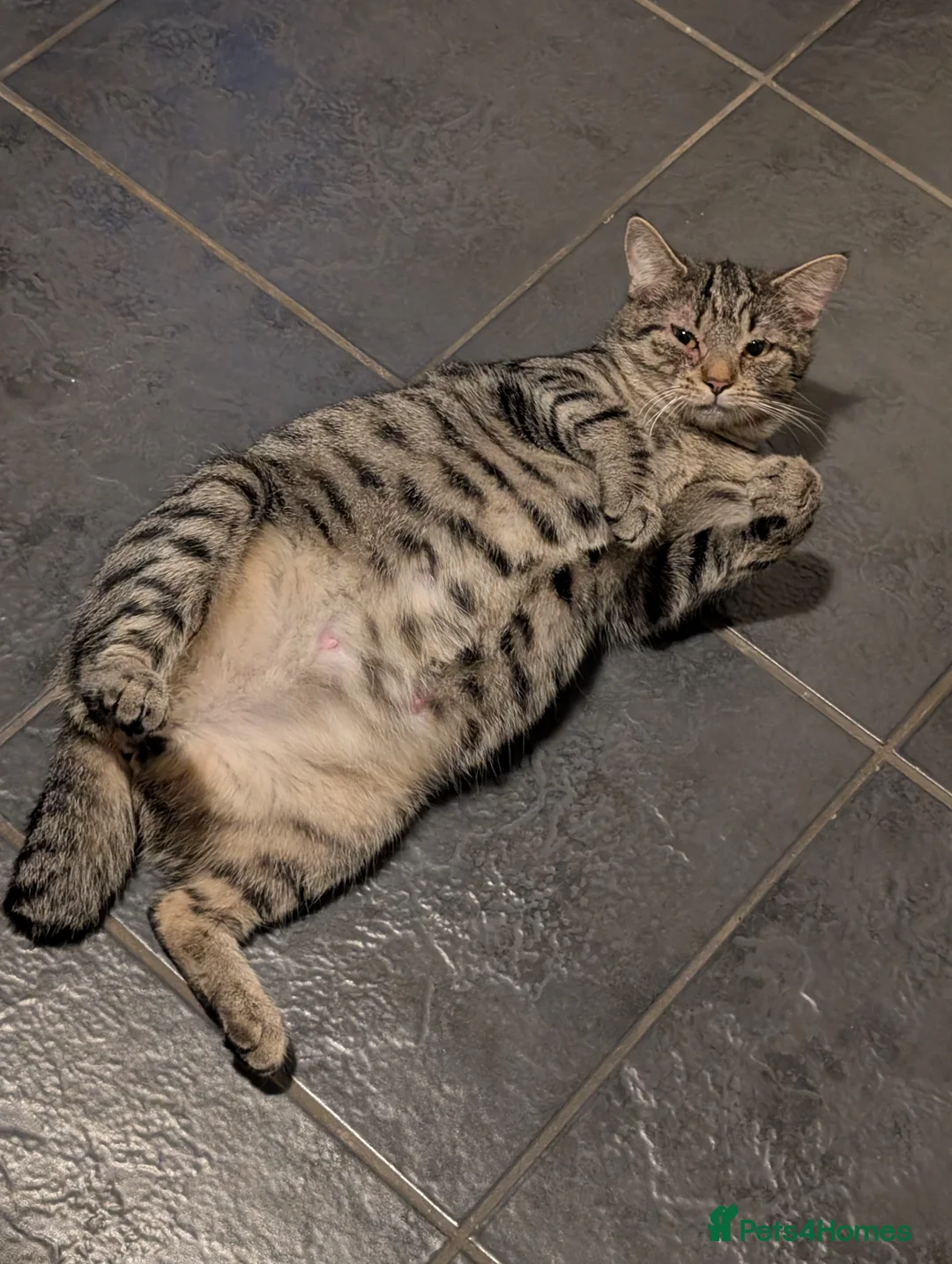 Mixed Breed cats for sale: Kittens - Advert 1