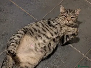 Mixed Breed cats Kittens - Advert 2