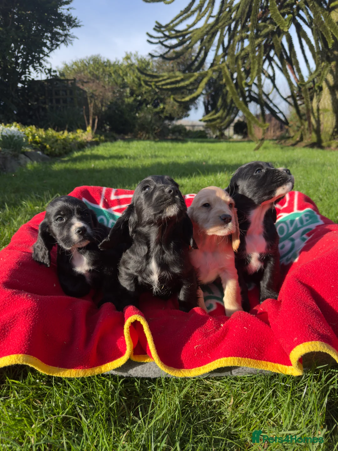 Cocker Spaniel dogs for sale: Adorable KC Registered Cocker Spaniel Puppies - Advert 6
